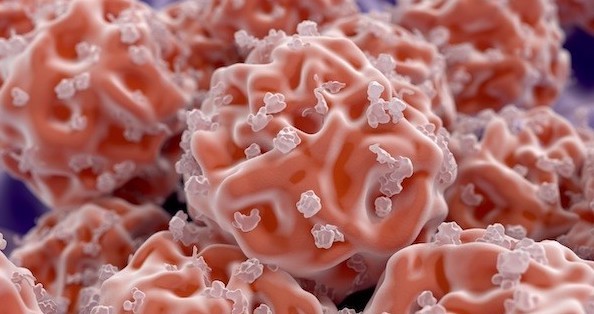 Human embryonic stem cells